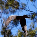 IMG_0101